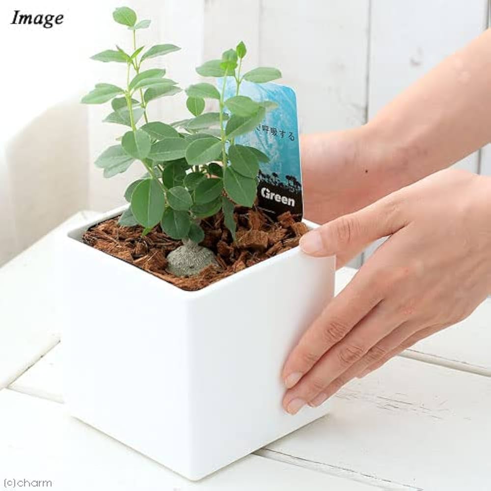 Amazon.co.jp: （観葉植物）フォッケア エデュリス（火星人） M